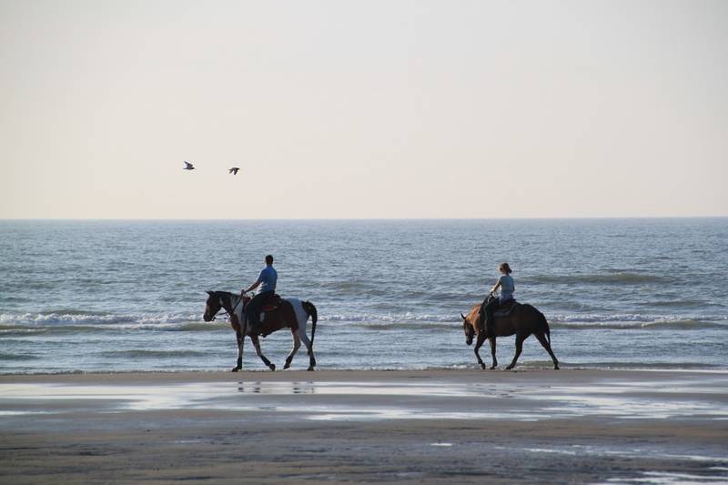 Paard op strand